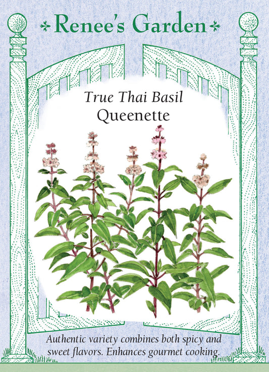 Basil Queenette Thai