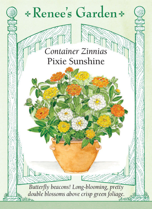 Zinnia  Pixie Sunshine Container