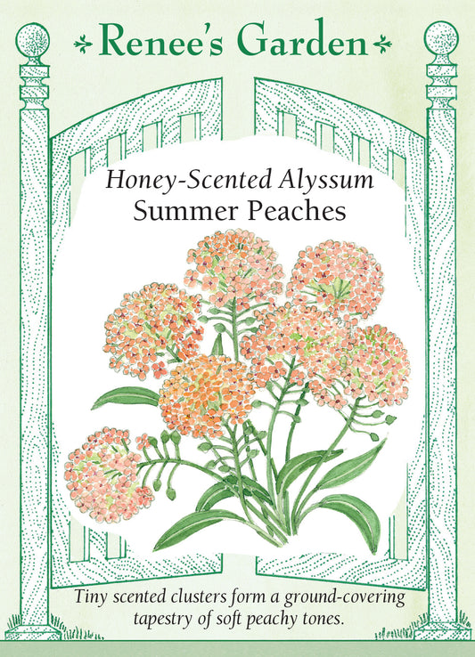 Alyssum Summer Peaches
