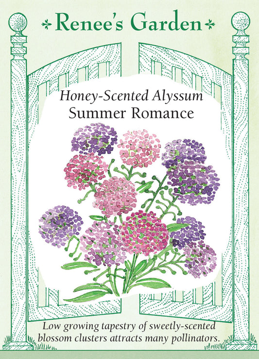 Alyssum Summer Romance Mix