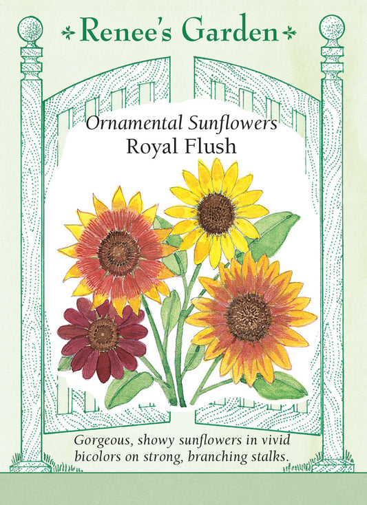 Sunflower  Royal Flush Bicolor