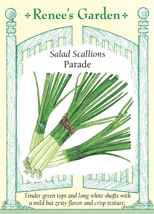 Onion  Scallions Parade
