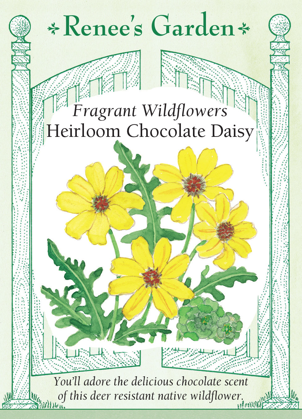 Daisy Chocolate
