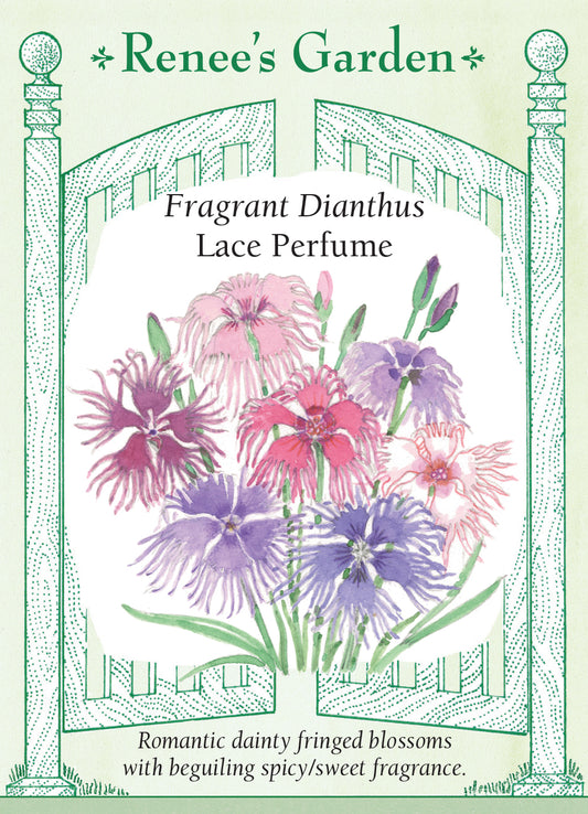 Dianthus Lace Perfume