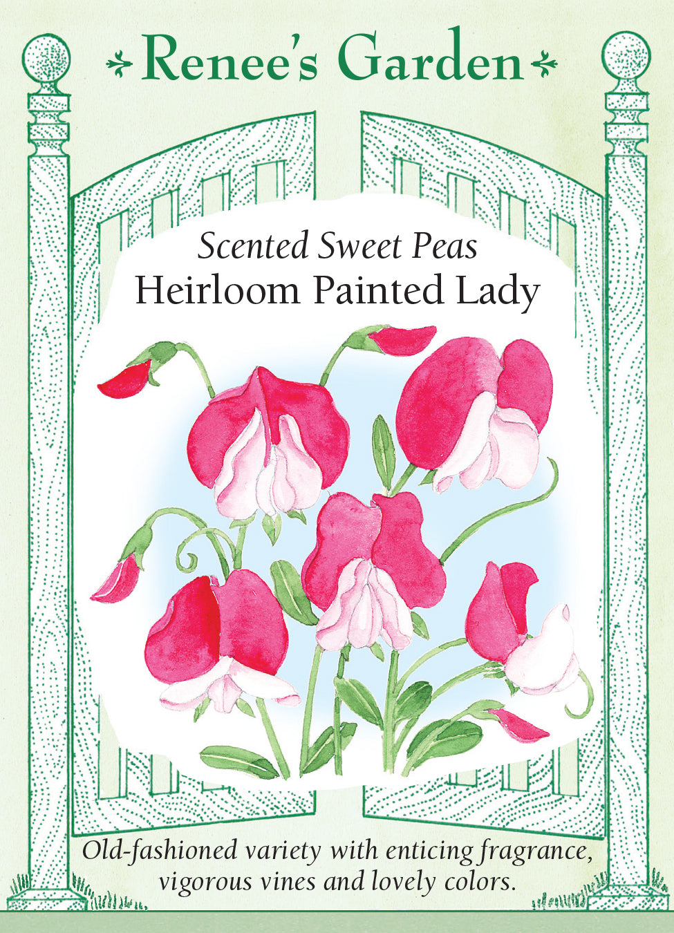 Sweet Pea Painted Lady