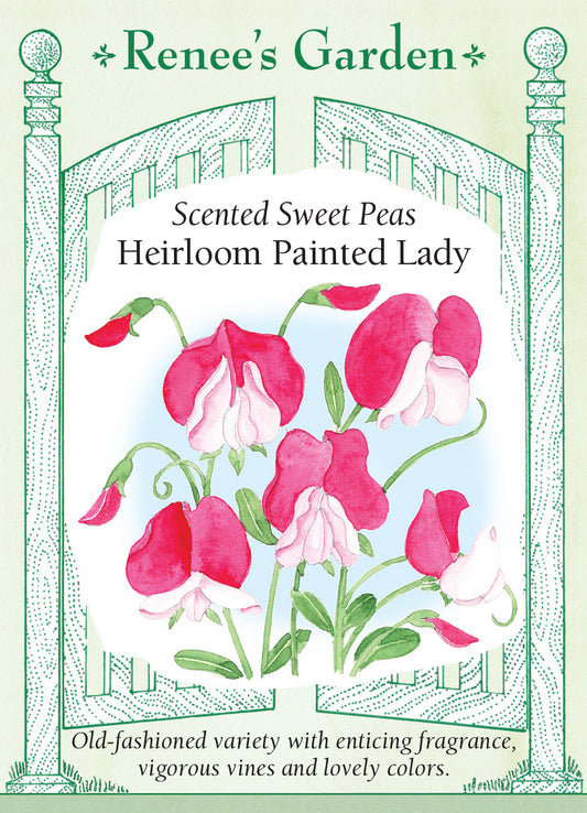 Sweet Pea Painted Lady