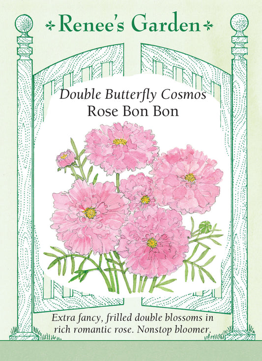 Cosmos Rose Bon Bon
