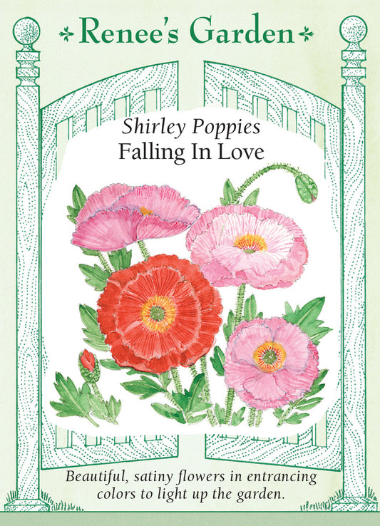 Poppy Shirley Falling in Love