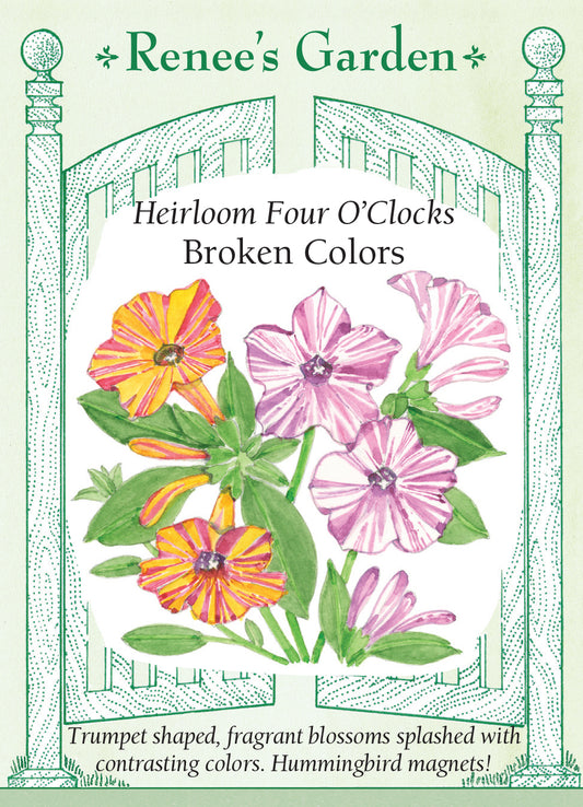 Four O' Clock Broken Colors