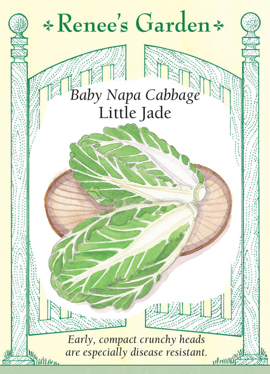 Cabbage Napa Little Jade