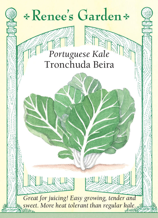 Kale Tronchuda Beira Portuguese