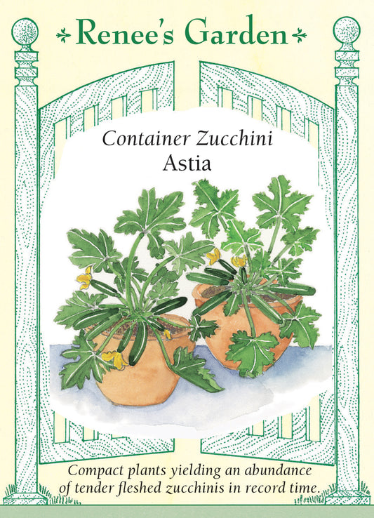 Squash Summer  Zucchini Astia