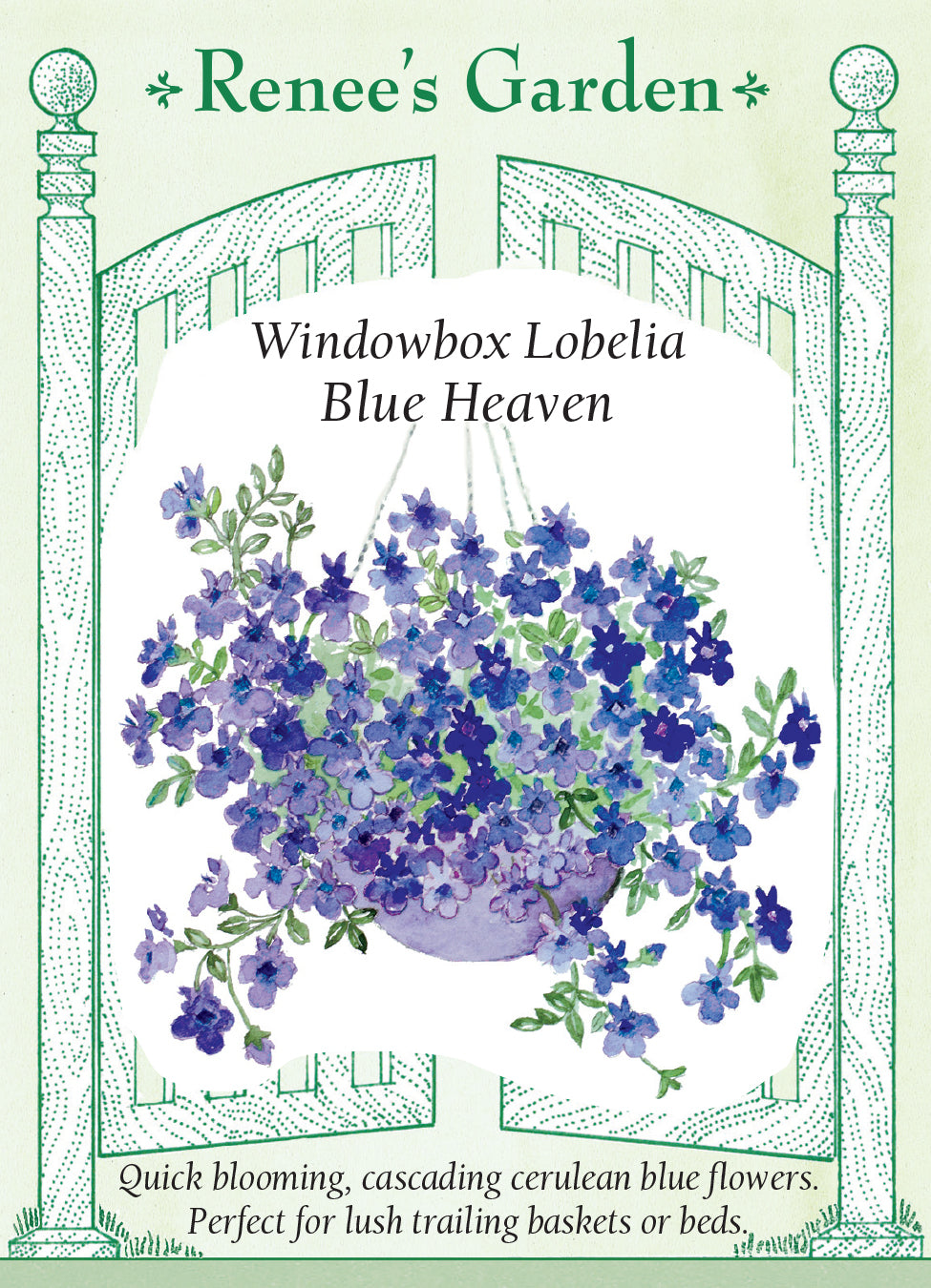 Lobelia Blue Heaven