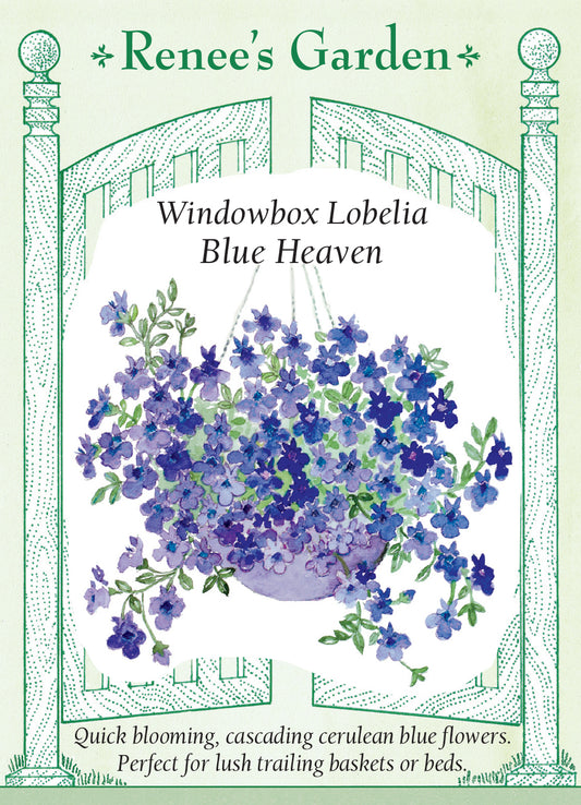 Lobelia Blue Heaven