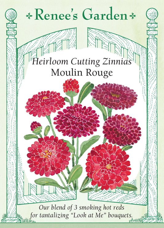 Zinnia Moulin Rouge