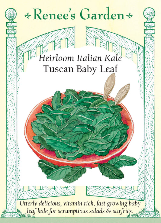 Kale Tuscan Baby Leaf