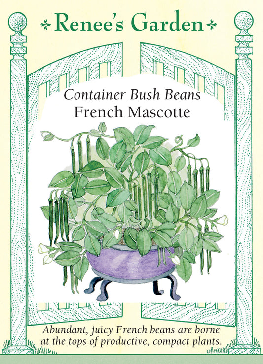 Bean Bush French Mascotte