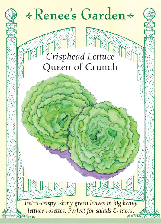 Lettuce Queen of Crunch Crisphead