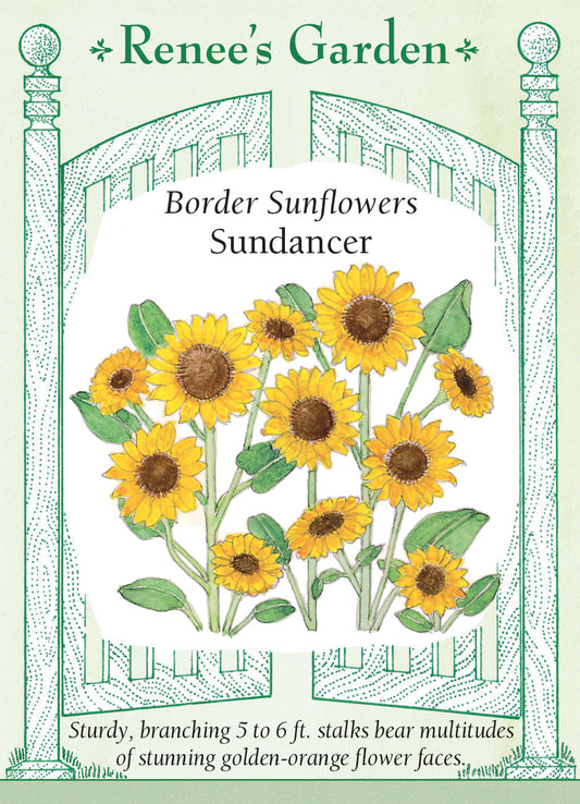 Sunflower  Sundancer