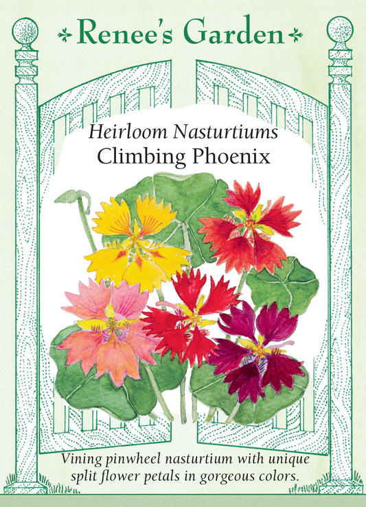 Nasturtium Phoenix Climbing