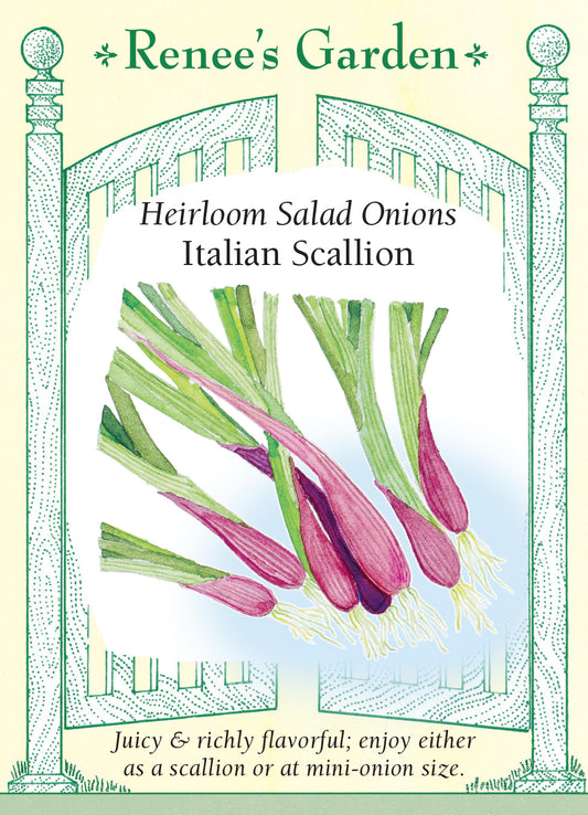 Onion Scallions Italian