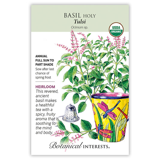 Basil Holy / Tulsi Organic