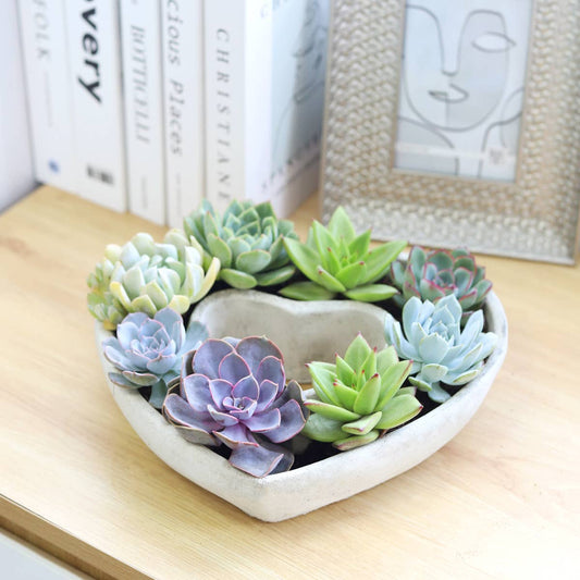 Large Succulent Heart Arrangement planter- Valentine's Day Gift