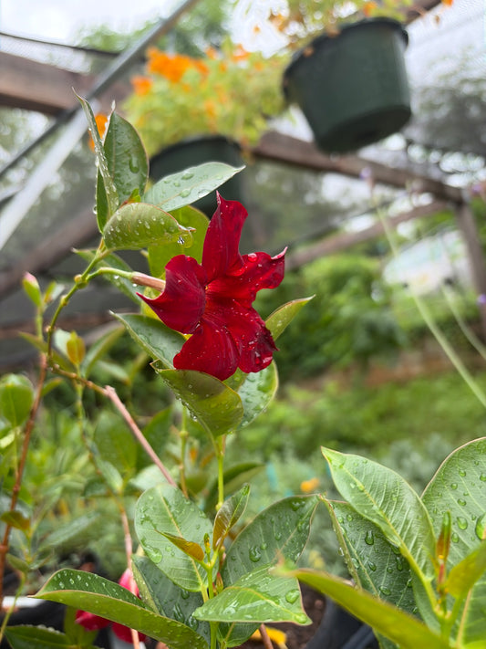 Dipladenia Madinia Elegant Velvet Red