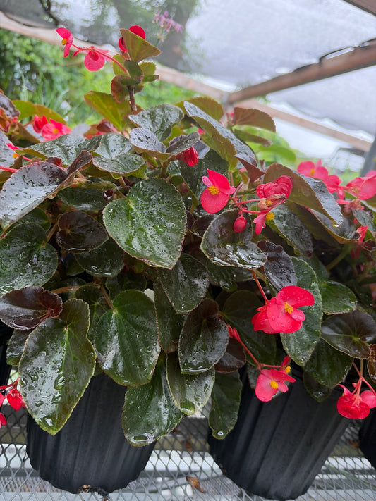 Begonia Viking CL Red