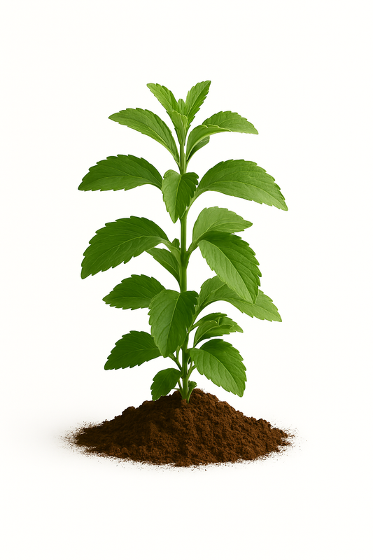 Stevia Organic
