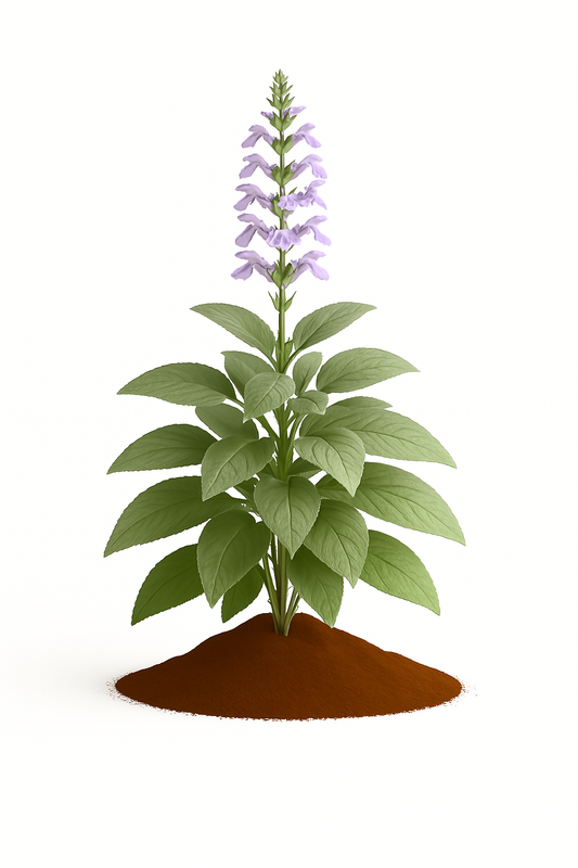 Sage Hybrid #4 (Newe Ya'ar) Organic