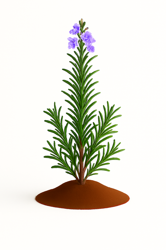 Rosemary, Upright Tuscan Blue