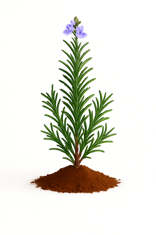 Rosemary, Upright Spice Island Organic