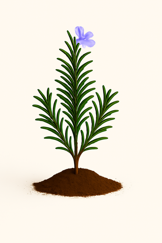 Rosemary, Upright Foresteri Organic