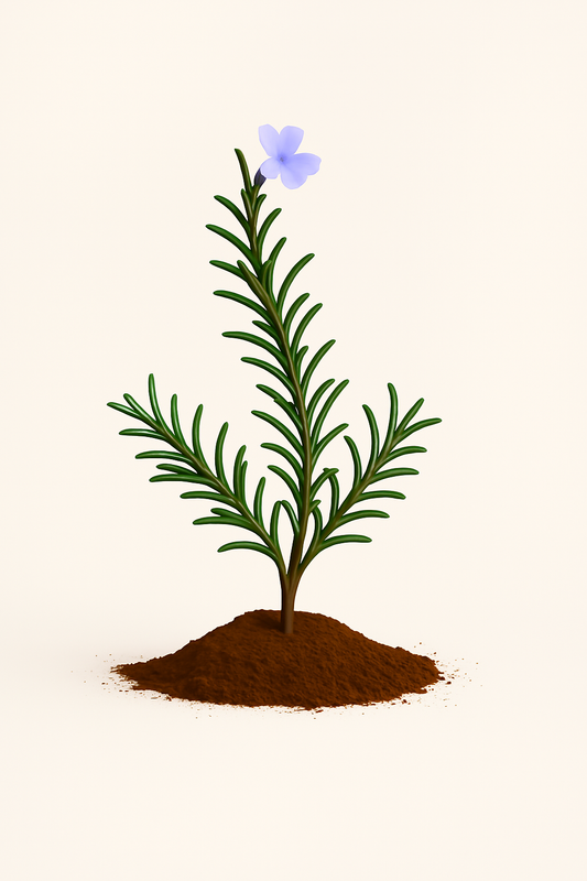 Rosemary, Trailing Prostrate Organic