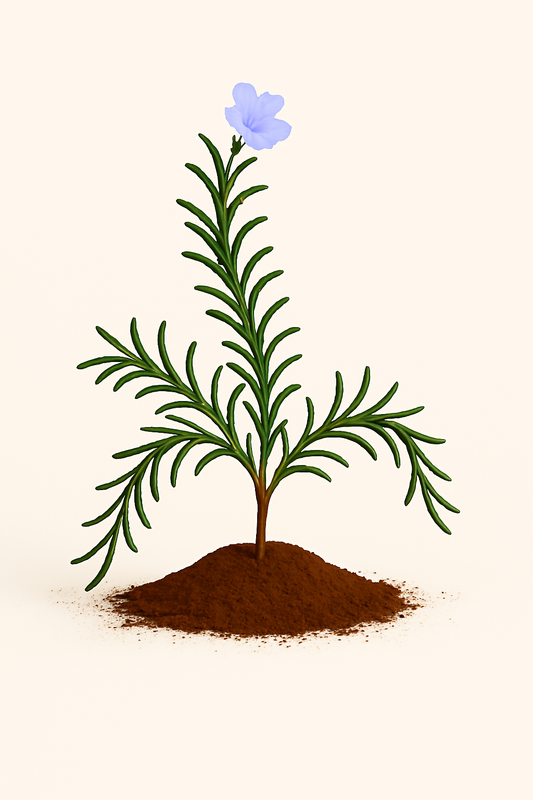 Rosemary, Trailing Blue Rain Organic