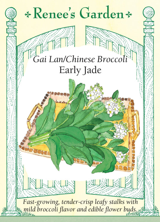 Broccoli Chinese Early Jade