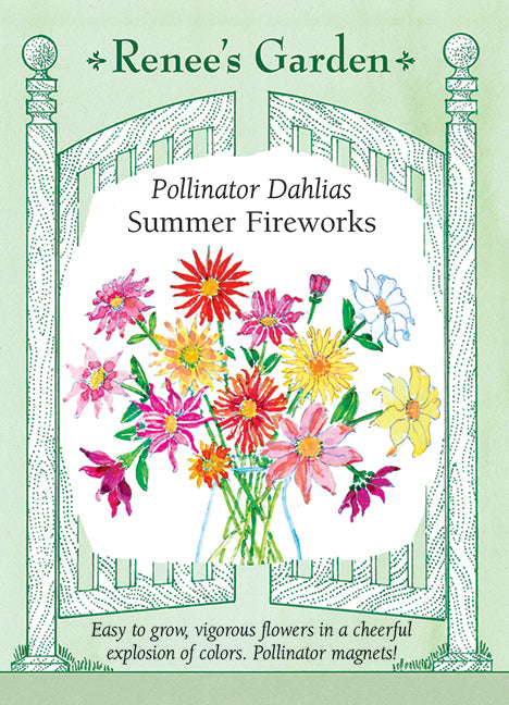 Dahlia Summer Fireworks