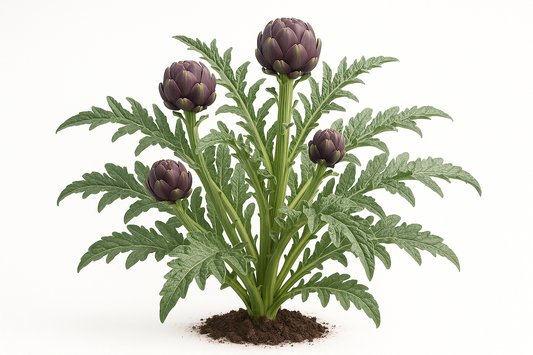 Artichoke Purple Italian Globe Show the entire, mature plant upright with true-to-type, healthy foliage, the edible part visible, and in a small clump of natural soil. Use a solid, clean white background in a high-detail, fresh botanical catalog style for an online store.
Also show a close-up of the mature edible part (such as fruit, leaf, head, or flower) alone, on the same solid white background with accurate color, texture, and premium, fresh-picked appearance.
