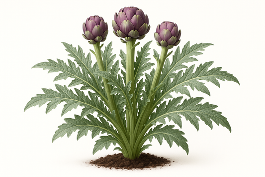 Artichoke Violet de Provence Show the entire, mature plant upright with true-to-type, healthy foliage, the edible part visible, and in a small clump of natural soil. Use a solid, clean white background in a high-detail, fresh botanical catalog style for an online store.
Also show a close-up of the mature edible part (such as fruit, leaf, head, or flower) alone, on the same solid white background with accurate color, texture, and premium, fresh-picked appearance.
