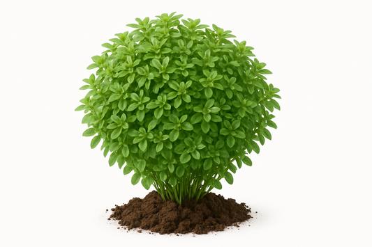 basil boxwood Show the entire, mature plant upright with true-to-type, healthy foliage, and in a small clump of natural soil. Use a solid, clean white background in a high-detail, fresh botanical catalog style for an online store.