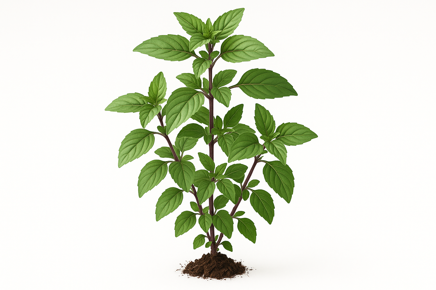 basil cinnamon Show the entire, mature plant upright with true-to-type, healthy foliage, and in a small clump of natural soil. Use a solid, clean white background in a high-detail, fresh botanical catalog style for an online store.