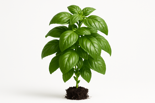 basil everleaf genovese Show the entire, mature plant upright with true-to-type, healthy foliage, the edible part visible, and in a small clump of natural soil. Use a solid, clean white background in a high-detail, fresh botanical catalog style for an online store.
Also show a close-up of the mature edible part (such as fruit, leaf, head, or flower) alone, on the same solid white background with accurate color, texture, and premium, fresh-picked appearance.
