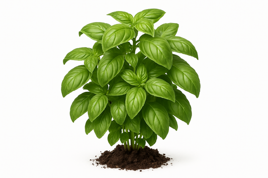 basil genovese Show the entire, mature plant upright with true-to-type, healthy foliage, and in a small clump of natural soil. Use a solid, clean white background in a high-detail, fresh botanical catalog style for an online store.