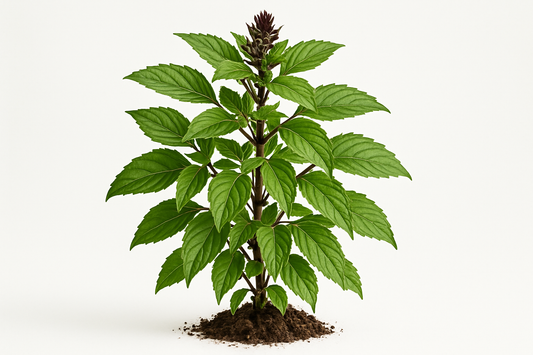 basil thai Siam queen Show the entire, mature plant upright with true-to-type, healthy foliage, and in a small clump of natural soil. Use a solid, clean white background in a high-detail, fresh botanical catalog style for an online store.