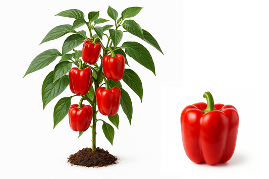 Bell Pepper: Red BeautyShow the entire, mature plant upright with true-to-type, healthy foliage, the edible part visible, and in a small clump of natural soil. Use a solid, clean white background in a high-detail, fresh botanical catalog style for an online store.
Also show a close-up of the mature edible part (such as fruit, leaf, head, or flower) alone, on the same solid white background with accurate color, texture, and premium, fresh-picked appearance.
