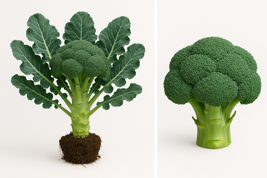 Broccoli Green Magic Show the entire, mature plant upright with true-to-type, healthy foliage, the edible part visible, and in a small clump of natural soil. Use a solid, clean white background in a high-detail, fresh botanical catalog style for an online store.
Also show a close-up of the mature edible part (such as fruit, leaf, head, or flower) alone, on the same solid white background with accurate color, texture, and premium, fresh-picked appearance.
