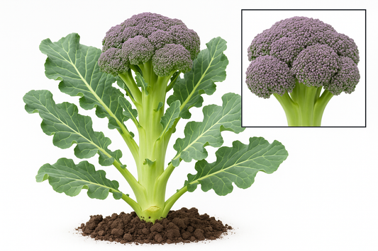 Broccoli Gypsy Show the entire, mature plant upright with true-to-type, healthy foliage, the edible part visible, and in a small clump of natural soil. Use a solid, clean white background in a high-detail, fresh botanical catalog style for an online store.
Also show a close-up of the mature edible part (such as fruit, leaf, head, or flower) alone, on the same solid white background with accurate color, texture, and premium, fresh-picked appearance.
