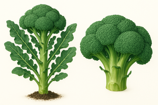 Broccoli Imperial Show the entire, mature plant upright with true-to-type, healthy foliage, the edible part visible, and in a small clump of natural soil. Use a solid, clean white background in a high-detail, fresh botanical catalog style for an online store.
Also show a close-up of the mature edible part (such as fruit, leaf, head, or flower) alone, on the same solid white background with accurate color, texture, and premium, fresh-picked appearance.
