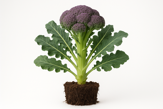 Broccoli Purple Magic Show the entire, mature plant upright with true-to-type, healthy foliage, the edible part visible, and in a small clump of natural soil. Use a solid, clean white background in a high-detail, fresh botanical catalog style for an online store.
Also show a close-up of the mature edible part (such as fruit, leaf, head, or flower) alone, on the same solid white background with accurate color, texture, and premium, fresh-picked appearance.
